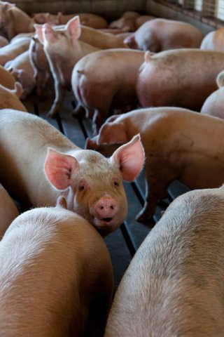 2021年惠农政策将实施生猪良种补贴 利好我国种猪产业发展