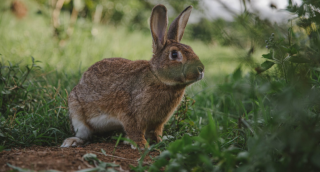 2022年国内外兔子养殖行业发展现状：全球进入高速发展阶段 国内市场出现回暖现象