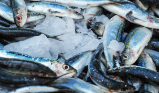 《关于促进“十四五”远洋渔业高质量发展的意见》出台！ 2025年总产量稳定在230万吨左右