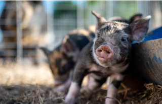 猪周期进入下行阶段 成本管控是生猪养殖企业熬过“寒冬”的关键