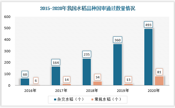 而且，目前我国通过国审的杂交水稻品种数量也在不断增加，2020年中国水稻品种国审通过数量为574个，较上年增加了133个。其中常规水稻通过数量为81个，杂交水稻通过数量493个。