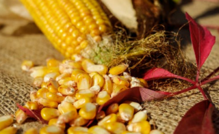 我國玉米種子供不應求，轉基因玉米種子商業化發展