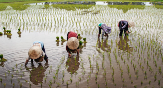 杂交水稻种子行业产销量保持平稳增长，市场竞争激烈