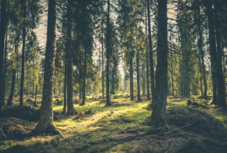 我國林木種植行業產業鏈：發展質量持續提升 下游市場保持復蘇勢頭