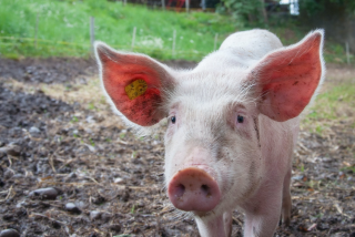 生猪养殖行业  引导养殖场户合理安排生产，督促各地稳定支持政策