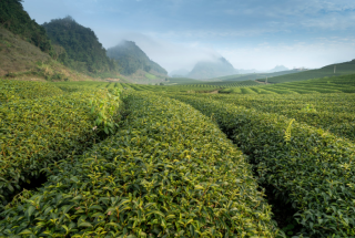 我国油茶行业政策、种植面积及主要产品分析：茶油市场需求不断增长