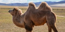 我國駱駝養殖行業前景光明 發展進程不斷推進 駱駝數量持續增長