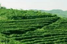 我國茶葉種植行業現狀：種植面積、產量及需求均保持保持穩步增長