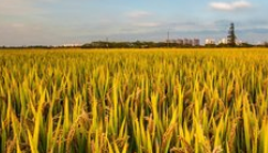 我國稻谷行業供需規模分析：供給相對充足 市場基本保持平衡