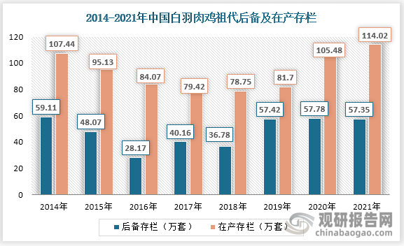 其中2021年中国白羽肉鸡祖代后备存栏量为57.35万套，同比下降0.7%；白羽肉鸡祖代在产存栏为114.02万套，同比增长8.1%。