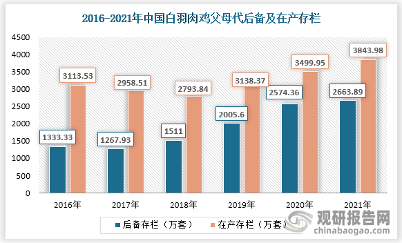 其中2021年中国白羽肉鸡父母代后备存栏量为2663.89万套，同比增长3.5%；白羽肉鸡父母代在产存栏量为3843.98万套，同比增长9.8%。
