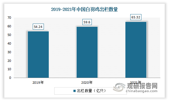 2021年我国白羽鸡出栏量为65.32亿只，同比增长9.6%；出栏活重2.63千克/只。其中2021年中国白羽鸡屠宰率75%肉重为1288.11万吨，同比增长8.8%；白羽鸡屠宰率89%肉重为1528.56万吨，同比增长8.8%。