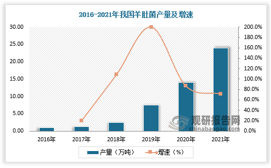 羊肚菌栽培面积增长下我国羊肚菌产量也持续增加。据数据，2020年我国羊肚菌产量达约14万吨，较上年同比增长86.67%；2021年我国羊肚菌产量达约24万吨，较上年同比增长71.43%。其中四川羊肝菌产量领先于其他省市，占比近40%。