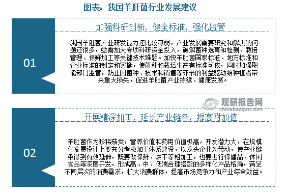 总体来看，在我国羊肝菌虽然实现了规模化生产，但因起步相对较晚，产业链条还有待完善。且羊肚菌作为珍稀菇类，营养价值和药用价值极高，开发潜力大，在规模化发展设计上要充分考虑加工体系建设，满足不同层次的消费需求，扩大消费群体，提高市场竞争力和产业综合效益。