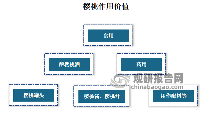 樱桃主要分布于欧洲、亚洲及北美等地。生于山坡林中、林缘、灌丛中或草地。适宜的土壤pH值为6.5-7.5的中性环境,在土层深厚、土质疏松、通气良好的砂壤土上生长较好。我国久经栽培,品种颇多,供食用,也可酿樱桃酒。枝、叶、根、花也可供药用。了鲜食外,还可以加工制作成樱桃酱、樱桃汁、樱桃罐头和果脯、露酒等,具有艳红色泽,杏仁般的香气,食之使人迷醉。此外樱桃也是菜肴较好的配料。