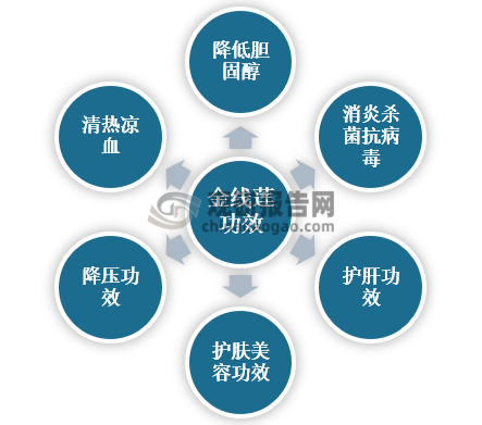 金线莲是一种土生兰，生长于海拔50-1600米的常绿阔叶林下或沟谷阴湿处，主要功效有降低胆固醇、清热凉血、降压、护肤美容、护肝和消炎杀菌抗病毒。