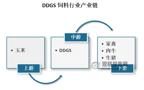 酒精槽及残液干燥物（DDGS）是解决中国动物性蛋白产品需求的一种途径,上游主要就是玉米，经过对玉米的加工到了中游就是DDGS，最后在下游是家禽、肉牛、生猪等。