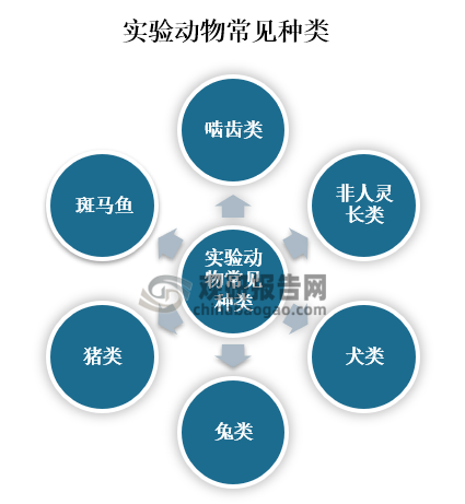 实验用动物，又称广义实验动物，泛指用于科学实验的各种动物，包括经过人们长期家养驯化，按科学要求定向培育的动物。目前常用的实验动物种类主要有啮齿类、非人灵长类、犬类、兔类、猪类和斑马鱼。