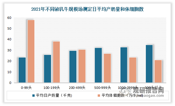 规模养殖奶牛单牛产奶量明显提升。据中国奶业协会养殖业发展部统计，在平均日产奶量方面，2021年规模大于3000头的奶牛场平均日产奶量高达34.8千克，并且其平均体细胞数控制在20.9万个/ml，控制情况最好，其平均乳蛋白率达到3.36%，保持在较高水平