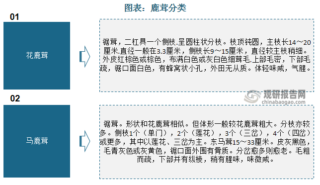 鹿茸，是指梅花鹿或马鹿的雄鹿未骨化而带茸毛的幼角，乃名贵中药材。按照原动物不同的不同，鹿茸分为花鹿茸和马鹿茸两大类。国内花鹿茸数量相对较多。根据数据，我国家养鹿存栏量约为100万头，包含梅花鹿90万头左右，主要分布在吉林、黑龙江、辽宁、内蒙古、山东、浙江、江苏、湖南、湖北、广东等地，其中吉林省东丰县拥有300多年的梅花鹿养殖历史，文化底蕴深厚，产业优势明显，被誉为“中国梅花鹿之乡”；马鹿10万头左右，主要分布在新疆、甘肃、青海和西藏等地。