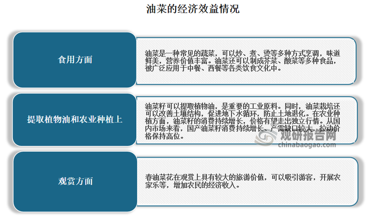 但目前经济效益主要体现在油菜籽的提取植物油和农业种植上。据了解，油菜籽可以提取植物油，是重要的工业原料。他的每个角果一般有10-20粒油菜籽。油菜籽中油脂的含量为37.5%-46.3%，每吨油菜籽可出产600公斤左右菜籽粕和400公斤左右的菜籽油。同时油菜栽培还可以改善土壤结构，促进地下水循环，防止土地退化。在农业种植方面，油菜籽的消费持续增长，价格有望走出独立行情。从国内市场来看，国产油菜籽消费持续增长、产需缺口较大，拉动价格保持高位。