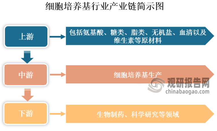 细胞培养基是细胞试剂中占比最大的一类产品，其既是培养细胞中供给细胞营养和促使细胞生殖增殖的基础物质，也是培养细胞生长和繁殖的生存环境。从产业链看，细胞培养基上游原材料包括包括氨基酸、糖类、脂类、无机盐、血清以及维生素等原材料；中游为细胞培养基生产，根据培养基所含组分差异，其可分为含血清培养基、低血清培养基、无血清培养基、无蛋白培养基、化学成分确定培养基等；下游为应用领域，细胞培养基主要应用于生物制药和科学研究等领域。在生物制药中，其可以用于疫苗、蛋白抗体、细胞/基因治疗药物、基因工程药物等生物医药生产；在科学研究中，主要应用为药物研究开发，例如新药筛选、疫苗开发、基因工程药物、细胞工程药物研究与开发、单克隆抗体制备等。