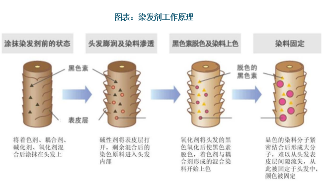 通過不同配方組合成染發(fā)劑，主要作用于頭發(fā)皮層，通過滲入發(fā)絲并在其中形成大分子結(jié)合體后達到染色效果，先使用氧化劑將頭發(fā)的黑色素氧化生成一種無色的新物質(zhì)，從而使頭發(fā)顏色改變漂白，氧化程度越大，頭發(fā)的顏色越淺，同時堿性劑使頭發(fā)毛鱗片打開，加速氧化劑的滲入，從而快速有效地漂白頭發(fā)。頭發(fā)漂白脫色后，著色劑直接決定所染發(fā)色，一般使用相對分子質(zhì)量較低且子直徑較小的分子，在堿性條件下經(jīng)過一系列反應在皮質(zhì)層生成有色縮合物，從而將頭發(fā)染成所需顏色。一端的氨基與頭發(fā)蛋白作用，另一端則通過氧化劑與耦合劑相連發(fā)生氧化和縮合反應，合成的不溶性有色染料大分子附著在頭發(fā)上，從而使頭發(fā)呈棕色至黑色，此過程生成的有色縮合物固定在皮質(zhì)層內(nèi)部，洗發(fā)時不易脫落。