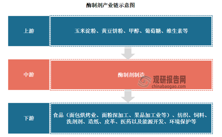 酶制剂产业链较为完整。其产业链上游为酶制剂生产所需的原材料，包括玉米淀粉、黄豆饼粉、甲醇、葡萄糖、维生素等；中游为酶制剂制造行业，下游则为应用领域，包括食品（面包烘烤业、面粉深加工、果品加工业等）、纺织、饲料、洗剂剂、造纸、皮革、医药以及能源开发、环境保护等方面。