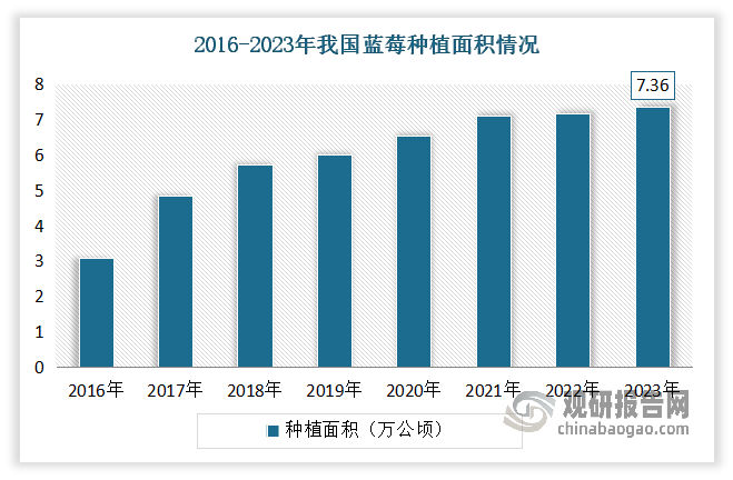 截止到2023年我國藍莓種植的省份已經(jīng)擴展到了27個，藍莓種植面積達到了115.5萬畝左右，（7.36萬公頃）。目前我國藍莓產(chǎn)地可分為膠東半島藍莓產(chǎn)區(qū)，長白山、大小興安嶺藍莓產(chǎn)區(qū)，云貴高原藍莓產(chǎn)區(qū)，長江中下游流域和南方地區(qū)五大產(chǎn)區(qū)。