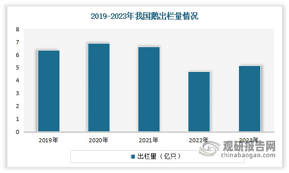 由于国人的饮食习惯，鹅的养殖量及屠宰量相对于鸭来说较低。且从2019以来，我国的鹅出栏量有所下降。数据显示，2019-2022年我国鹅的出栏量由6.34亿只降至4.68亿只。这一数据反映了我国鹅养殖业的一些变化。鹅的饲养成本相对较高，特别是在饲料和劳动力成本上升的情况下，养殖效益受到影响。而这也导致了鸭鹅毛的供应减少，进而推高了羽绒羽毛材料成本增加。但进入2023年，在经历了2020年产业低潮后，鹅产业迎来了一个高潮发展期，社会资本的大量进入，使得鹅的出栏量出现回升。2023年我国鹅的出栏量为5.15亿只，同比增长10.04%；鹅毛、鹅绒产量约10.95万吨，其中鹅绒产量约1.10万吨，价值超过100亿元。