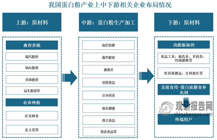 从产业链来看，我国蛋白粉行业产业链上游包括畜禽养殖和农业种植，其中畜禽养殖原材料包括鱼类、禽类、畜类的肉/蛋/奶等，而这一环节主要企业包括温氏股份、仙坛股份、民和股份、益生股份等;农业种植原材料包括植物，例如坚果类、豆类、谷类食物，以米面和豆类为主，主要企业包括农发种业、北大荒等。产业中游包括动物蛋白粉和植物蛋白粉，相关企业有汤臣倍健、嘉华股份、康恩贝等;下游需求侧包括作为蛋白质膳食补充剂直接食用和作为功能添加剂加入食品工业、其他医药保健品的生产中，其中功能添加剂领域主要企业包括新乳业、贝因美、吉林敖东等。