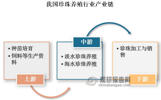 具体来看，我国珍珠养殖产业链上游包括种苗培育及饲料等生产资料；中游为珍珠养殖环节，根据养殖水域环境不同，其可以分为淡水珍珠养殖和海水珍珠养殖；下游为珍珠加工与销售，将养殖出的珍珠加工成各种饰品、工艺品等，并通过线上、线下渠道销售给消费者。