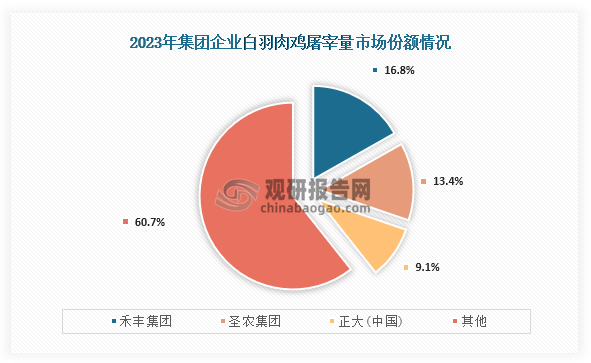 目前我国白羽肉鸡行业养殖多以中小型规模为主，行业竞争也较为激烈。而从自养企业来看，18家集团2023年白羽肉鸡屠宰总量为50.6亿只，占全国白羽肉鸡屠宰量61.3%去，其中位于前三的企业分别为禾丰集团、圣农集团、正大(中国)；屠宰量分别为85000万只、68000万只、46000万只；占比分别为16.8%、13.4%、9.1%。