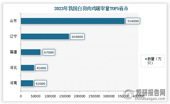 从省市来看，在2023年我国白羽肉鸡屠宰量前五的省市分别为山东、辽宁、福建、河北、河南；屠宰量分别为354000万只、164000万只、67000万只、45000万只、42000万只。整体来看，山东省白羽肉鸡屠宰量远高于其他省市。