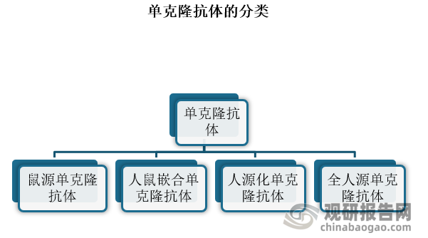 单克隆抗体是由单一B细胞克隆产生的高度均一、仅针对某一特定抗原表位的抗体。单克隆抗体分类主要有鼠源单克隆抗体、人鼠嵌合单克隆抗体、人源化单克隆抗体、全人源单克隆抗体，其免疫原性逐渐下降，用于人体的安全性逐渐上升。全人源抗体由于其序列均来自于人，不会产生人抗鼠抗体反应，成为了目前最安全的抗体形式。