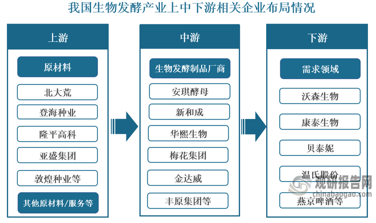 产业链来看，生物发酵产业链上游供应商主要有玉米、小麦、木薯等原料供应商以及生产装备、环保装备等设备供应商，其中原料供应商包括有北大荒、登海种业、隆平高科、亚盛集团等；中游生物发酵大型企业较多，包括安琪酵母、新和成、华熙生物、梅花集团、金达威、丰原集团、溢多利等；下游主要为饲料、食品、化工等领域企业，如沃森生物、康泰生物、贝泰妮、温氏股份、燕京啤酒等。