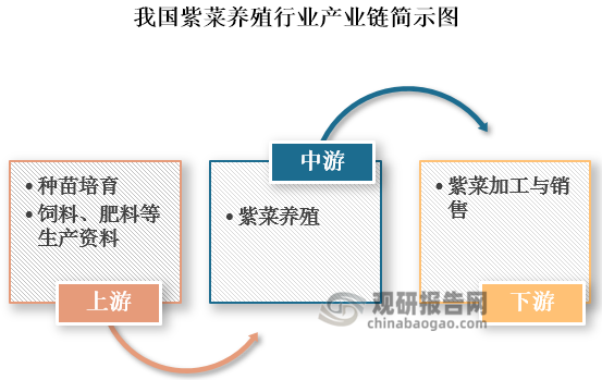 具体来看，我国紫菜养殖产业链上游包括种苗培育及饲料、肥料等生产资料；中游为紫菜养殖环节；下游为紫菜加工与销售，将养殖出的紫菜加工成干紫菜、海苔等产品，并通过超市、电商平台等线上、线下渠道销售给消费者。