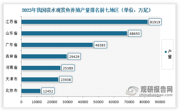 從產(chǎn)量來(lái)看，2023年江蘇省淡水觀賞魚(yú)養(yǎng)殖產(chǎn)量達(dá)到81919萬(wàn)尾，占比23.01%，國(guó)內(nèi)排名第一；其次分別是山東省和廣東省，分別達(dá)到68650萬(wàn)尾和46383萬(wàn)尾，分別占比19.29%和13.03%。