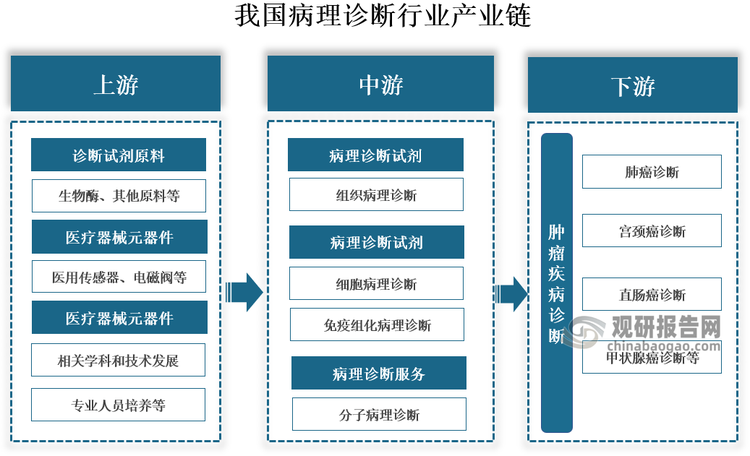 产业链来看，我国病理诊断行业产业链上游包括诊断试剂原料、医疗器械元器件、病理诊断服务准备，其中诊断试剂原料包括生物酶、其他原料等，医疗器械元器件包括医用传感器、电磁阀等，病理诊断服务准备包括相关学科和技术发展、专业人员培养等；中游包括组织病理诊断、细胞病理诊断、免疫组化病理诊断、分子病理诊断的诊断试剂、医疗器械和服务；下游主要为癌症诊断，即肿瘤疾病诊断，包括肺癌诊断、宫颈癌诊断、直肠癌诊断、甲状腺癌诊断等。