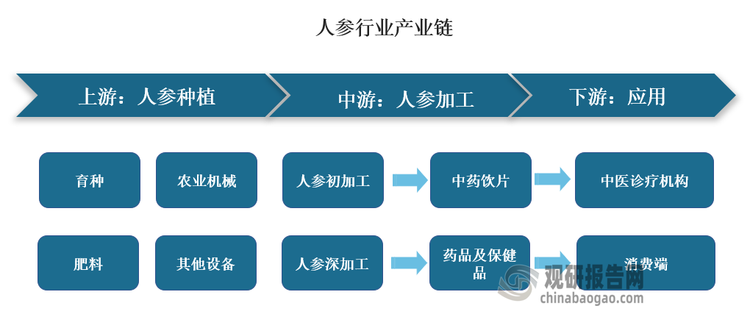 具體來看，人參行業(yè)產(chǎn)業(yè)鏈的上游主要為人參種植業(yè)，主體為人參育種、農(nóng)業(yè)機(jī)械、化肥等企業(yè);中游為人參加工企業(yè)，主要包括人參初加工企業(yè)及人參深加工企業(yè);行業(yè)下游為人參的流通與銷售，主要包括中藥企業(yè)、人參產(chǎn)品消費(fèi)者兩大類，其中中藥企業(yè)將人參作為藥品原材料，消費(fèi)者則直接使用各類人參用品，包括人參食品、保健品、化妝品等。