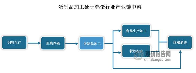 蛋制品加工是指将鸡蛋、鸭蛋、鹅蛋等各类蛋加工成各种产品的加工行业。蛋制品加工业，从属于农产品深加工行业，处于产业链中游。以鸡蛋行业未来，全鸡蛋产业链包括饲料生产、蛋鸡养殖、鸡蛋加工、食品生产及餐饮、终端消费五个环节。其中蛋制品加工业是整个鸡蛋行业的重要子行业，且在整个产业链上的重要性正在不断加大。另外由于目前市场上蛋制品主要以鸡蛋蛋制品为主，因此本文主要分析的是鸡蛋蛋制品加工市场发展情况。