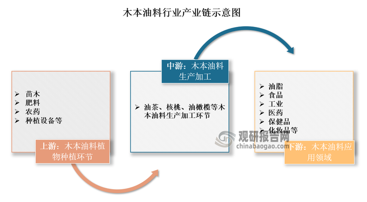 目前木本油料行业已经初步形成了规模化、产业化的格局，拥有了一条利用林地发展以油茶、油橄榄、核桃等为主的木本油料产业链，以年产200万吨木本食用油测算，可满足2.19亿人的标准用油量（每人每天约需食用25克）。具体来看，我国木本油料行业产业链上游为木本油料植物种植环节，主要包括苗木、肥料、农药及种植设备等;中游为木本油料生产加工环节，主要包括油茶、核桃、油橄榄、油牡丹等;下游主要应用于油脂、食品、工业、医药、保健品、化妆品等领域。