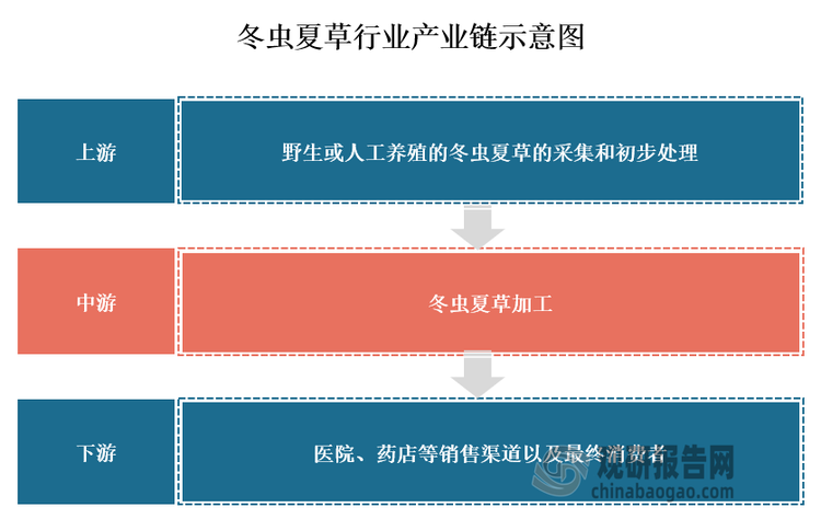 目前我国冬虫夏草产业链不断完善。冬虫夏草产业链上游主要包括对野生或人工养殖的冬虫夏草的采集和初步处理;中游为冬虫夏草加工企业，负责对药材进行深加工，提取有效成分，制成各种剂型的药品或保健品;下游则面向医药行业及居民消费者，通过医院、药店等销售渠道将产品提供给消费者。在高端保健品市场，冬虫夏草因其珍稀性和药用价值而备受消费者青睐。