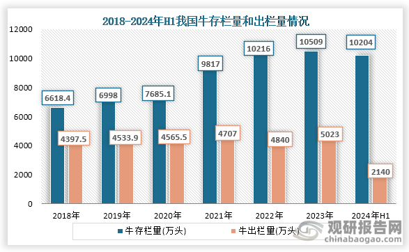 從下游養(yǎng)殖情況來(lái)看，在2024年上半年我國(guó)牛存欄10204萬(wàn)頭，同比下降2.9%，出欄量為2140萬(wàn)頭。