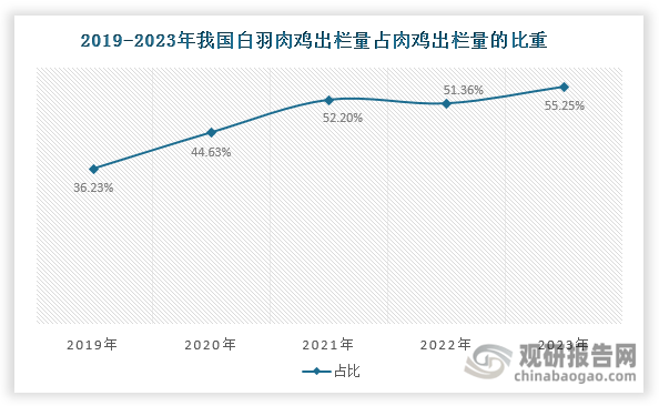 此外，近年来我国白羽肉鸡出栏量在肉鸡市场中的占比整体上升，由2019年的36.23%增长至2023年的55.25%，已成我国第一大肉鸡品种。