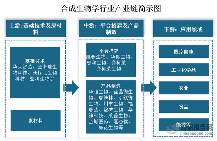 从产业链来看，我国合成生物学上游为基础技术及原材料，其中础技术企业主要包括华大智造、金斯瑞生物科技、新格元生物科技、擎科生物等；中游为为平台搭建和产品制造，其中平台制造企业主要负责原料选择和底盘细胞选择及优化，参与企业主要包括了凯赛生物、华熙生物、恩和生物、弈柯莱、弈柯莱生物；而产品制造就是企业则在各种平台基础上生产具体的产品，参与企业较多，主要有华恒生物、蓝晶微生物、瑞德林、引航微生物、川宁生物、福瑞达等；下游为医疗健康、工业化学品、农业、食品、能源等应用领域。