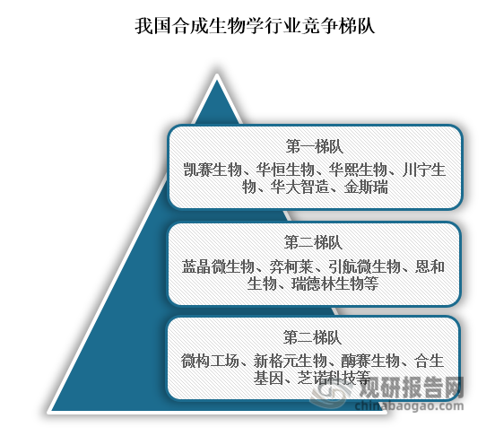 从行业竞争情况来看，位于我国合成生物学行业第一梯队的企业为凯赛生物、华恒生物、华熙生物、川宁生物、华大智造、金斯瑞，这些均为上市企业，在资金方面实力最强；位于行业第二梯队的企业为蓝晶微生物、弈柯莱、引航微生物、恩和生物、瑞德林生物等，这些企业融资在B轮以后，资金实力方面较弱；位于行业第三梯队的企业为微构工场、新格元生物、酶赛生物、合生基因、芝诺科技等，这些企业融资轮次均在B轮及B轮以前，资金实力最弱。