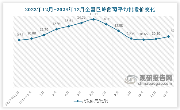 数据显示，近十三月全国巨峰葡萄平均批发价呈先升后降再升趋势。2024年12月全国巨峰葡萄平均批发价为11.32元/公斤，环比增长4.8%，同比增长7.4%。