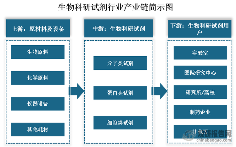 从产业链来看，生物科技试剂上游主要为生化原料、化学原料、仪器设备、耗材及包装材料等原材料和设备；中游为各类生物科技试剂的生产，包括分子类试剂、蛋白类试剂、细胞类试剂；下游为实验室、医院研究中心、研究所/高校和制药企业等相关用户。