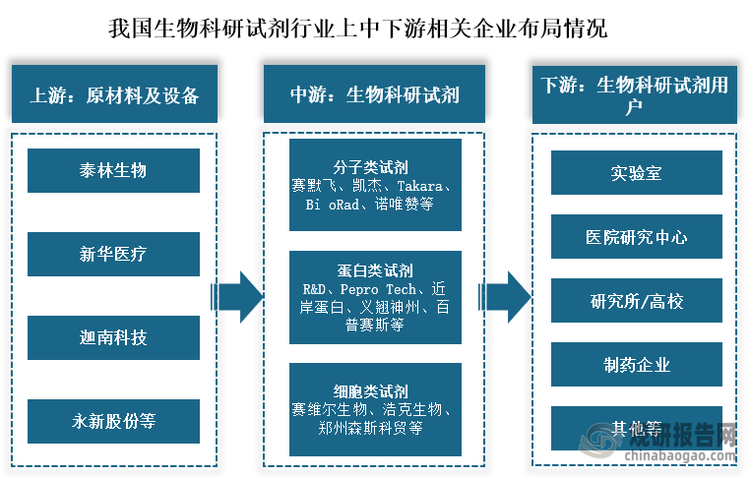 从生物科技试剂产业链布局情况来看，我国生物科技试剂上游布局企业主要包括了泰林生物、新华医疗、迦南科技、永新股份等；中游分子类试剂参与企业赛默飞、凯杰、Takara、Bi oRad、诺唯赞等；蛋白类试剂参与企业有R&D、Pepro Tech、近岸蛋白、义翘神州、百普赛斯等；细胞类试剂参与企业有赛维尔生物、浩克生物、郑州森斯科贸等；下游为实验室、医院研究中心、研究所/高校和制药企业等相关用户。